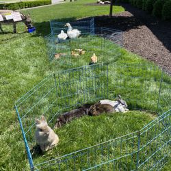 Barnyard On Wheels - Some of the smaller petting zoo animals