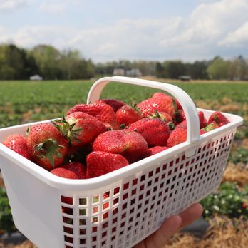 Carrigan Farms Strawberry Patch - Basket of strawberries - Pick Your Own Farms Near Me - Mooresville, North Carolina Carrigan Farms Strawberry Patch - Basket of strawberries - Pick Your Own Farms Near Me - Mooresville, North Carolina