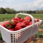 Photo of Carrigan Farms Strawberry Patch