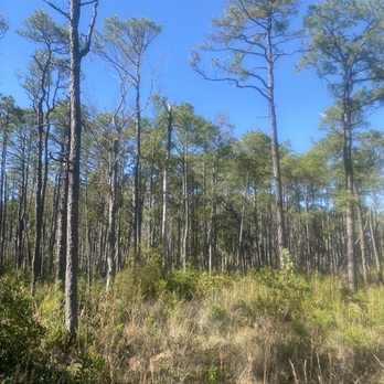 Carolina Beach State Park - Parks Near Me - Carolina Beach, North Carolina Carolina Beach State Park - Parks Near Me - Carolina Beach, North Carolina