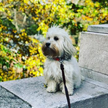 Delighted Pets - Dog Walkers Near Me - Manhattan, New York Delighted Pets - Dog Walkers Near Me - Manhattan, New York