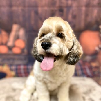 Whatapuppy Grooming Salon - Sweet - Pet Groomers Near Me - Conroe, Texas Whatapuppy Grooming Salon - Sweet - Pet Groomers Near Me - Conroe, Texas
