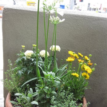 Jongewaard's Bake n Broil - adorable multi-use pots out front . Flowers and herbs - American Near Me - Long Beach, California