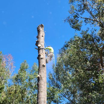 Usry's Farm - Tree removal - Tree Services Near Me Usry's Farm - Tree removal - Tree Services Near Me