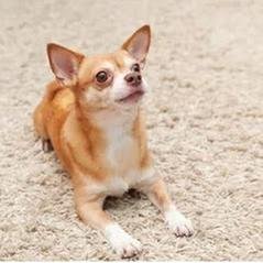 New City Cleaning System