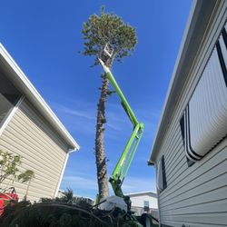 TD Trees