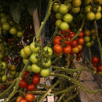 MightyVine - Farms Near Me - Rochelle, Illinois