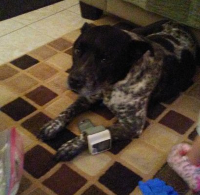 Lifeline Puppy Rescue by null