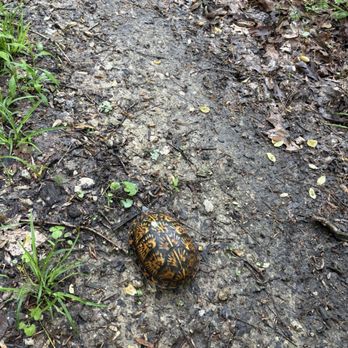 Hoosier National Forest - Cool box turtle. - Parks Near Me - Bedford, Indiana Hoosier National Forest - Cool box turtle. - Parks Near Me - Bedford, Indiana