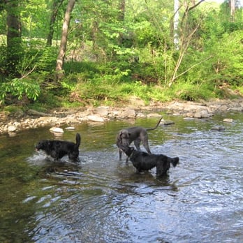 Glencarlyn Dog Park - Dog Parks Near Me - Arlington, Virginia Glencarlyn Dog Park - Dog Parks Near Me - Arlington, Virginia