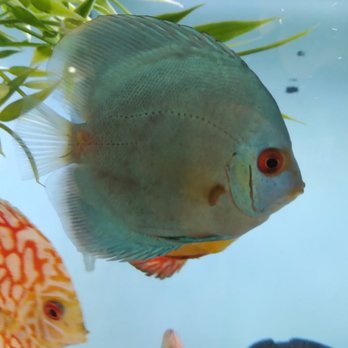 H2O Tropical Fish - Aquarium Services Near Me - Venice, Florida H2O Tropical Fish - Aquarium Services Near Me - Venice, Florida