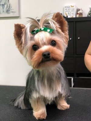 asian fusion yorkie