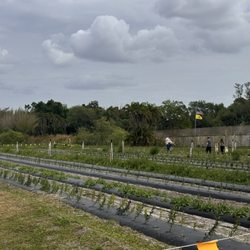 Ananda Farm - Flower fields