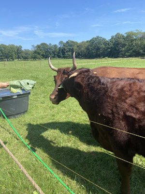 Coggeshall Farm Museum by null