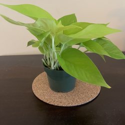 Cultivate Urban Rainforest & Gallery