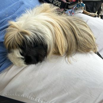 CityVet - Thornton - Veterinarians Near Me - Thornton, Colorado