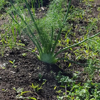 O'o Farms - Fennel - Food Tours Near Me - Kula, Hawaii O'o Farms - Fennel - Food Tours Near Me - Kula, Hawaii