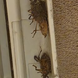 Tin Brook Bed & Breakfast - Roaches