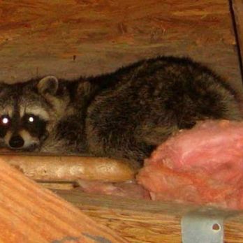 Life After Bugs Pest Control - Racoon in the attic?  Our techs are expert Critter Catchers - Pest Control Near Me - Richmond, Texas