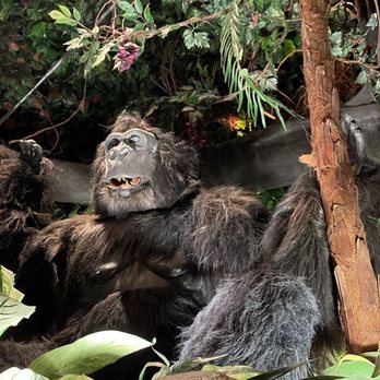 Rainforest Cafe - Gorilla animatronic - American Near Me - Ontario, California Rainforest Cafe - Gorilla animatronic - American Near Me - Ontario, California