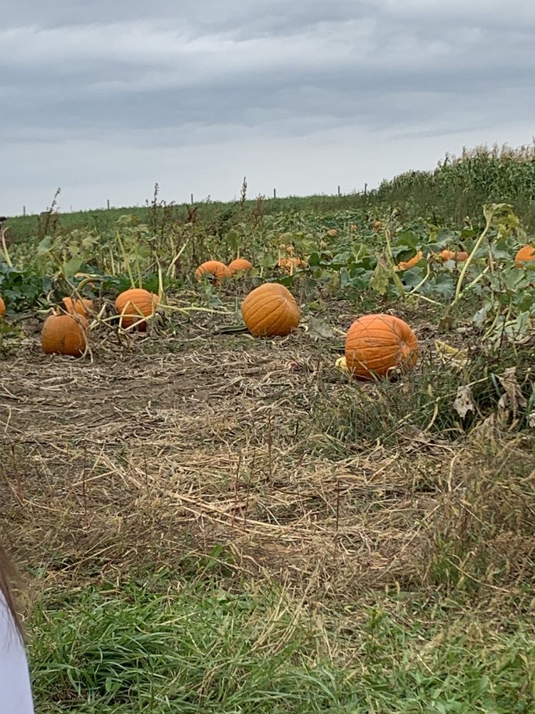 CARL LAIDLAW ORCHARDS Updated September 2024 29 Photos 9496