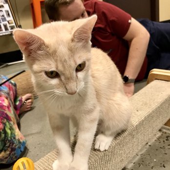 Orlando Cat Cafe - Animal Shelters Near Me - Clermont, Florida Orlando Cat Cafe - Animal Shelters Near Me - Clermont, Florida