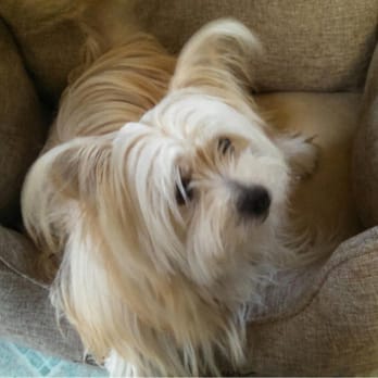 Paws Palace - Before the cut... - Pet Groomers Near Me - Santa Clara, California