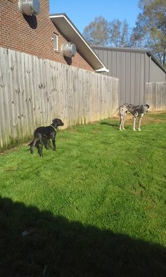 Neshoba County Animal Hospital 641 E Main St Philadelphia Ms Veterinarians Mapquest