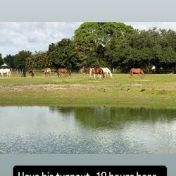 Happy horse
