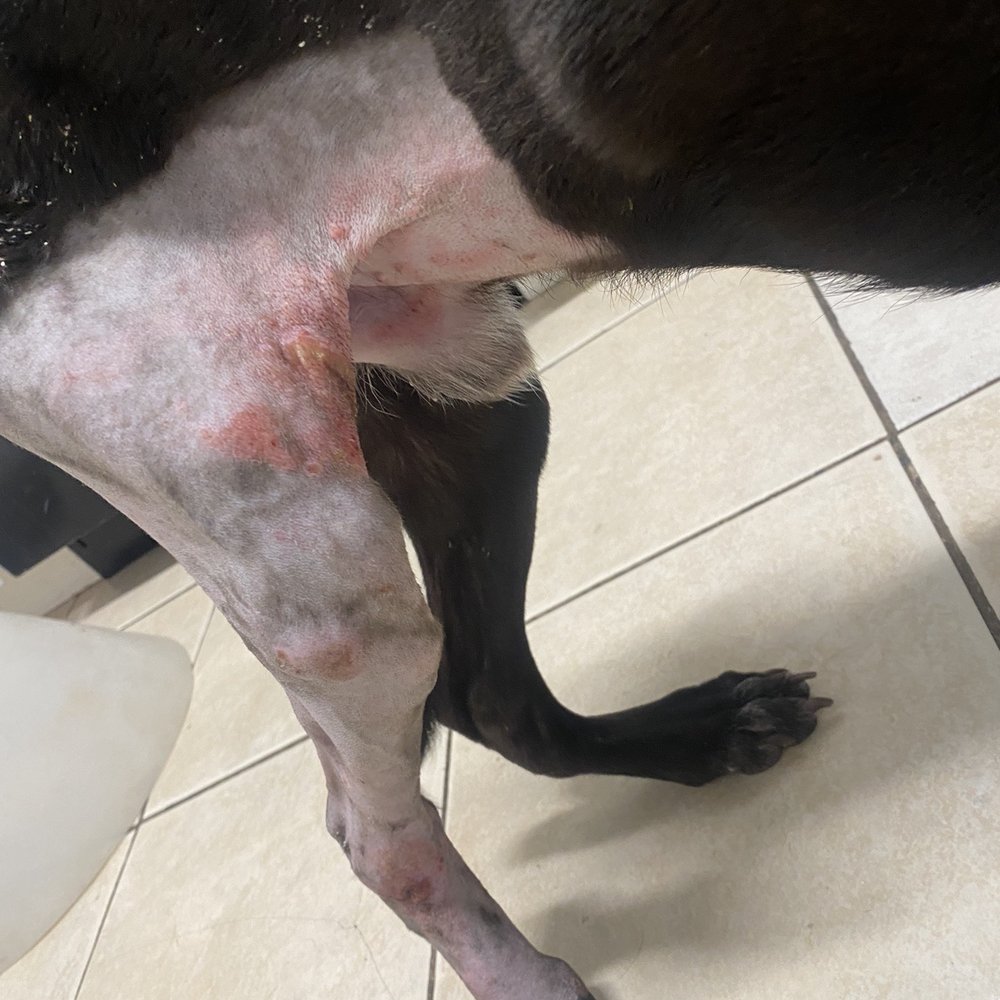 Dr. Rivera - Sores from cast - Veterinarians Near Me - Tijuana, BCN Dr. Rivera - Sores from cast - Veterinarians Near Me - Tijuana, BCN
