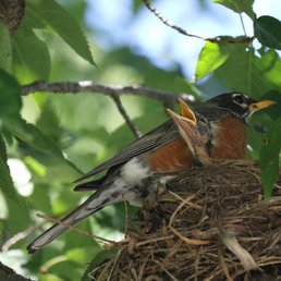Robin with its hatchling. Robin with its hatchling.