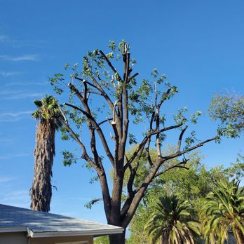 Endless Tree Service - Topping - Tree Services Near Me - Colton, California Endless Tree Service - Topping - Tree Services Near Me - Colton, California
