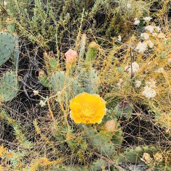 Henninger Flats Visitor Center - Cacti flora - Hiking Near Me - Altadena, California Henninger Flats Visitor Center - Cacti flora - Hiking Near Me - Altadena, California