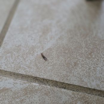 Rohcs Property Management - Termite - Property Management Near Me Rohcs Property Management - Termite - Property Management Near Me