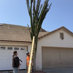 Madagascar Ocotillo limb extraction. Madagascar Ocotillo limb extraction.