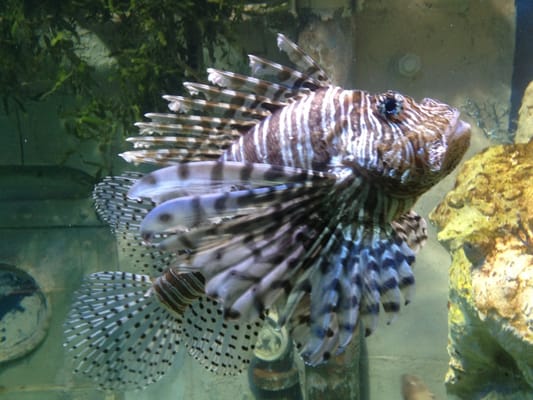 Grand Aquarium Saint Malo by null