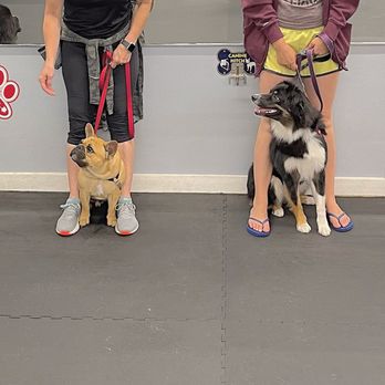 Dog Gone Smart - Pet Training Near Me - Norwalk, Connecticut