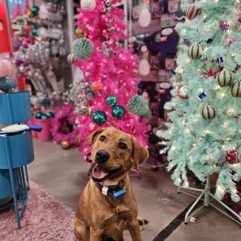 Texas Tails Boarding/Training - Training outing at the At Home store!! - Dog Walkers Near Me