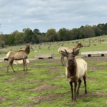 Rebel Hill Guest Ranch - We saw Elk and white tailed deer on our trail ride. - Horseback Riding Near Me - Antlers, Oklahoma Rebel Hill Guest Ranch - We saw Elk and white tailed deer on our trail ride. - Horseback Riding Near Me - Antlers, Oklahoma