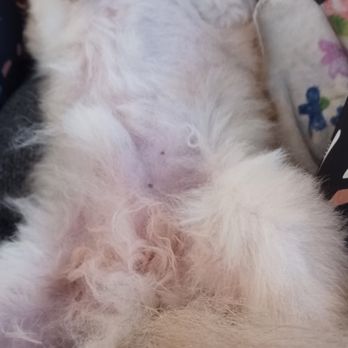 Tails Spa & Boutique - Belly with penis - Pet Groomers Near Me - Clovis, California