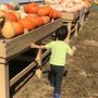 Cornucopia Farm