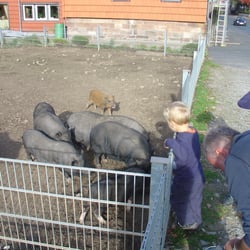 Hängebauchschweine in Uslar Wiensen