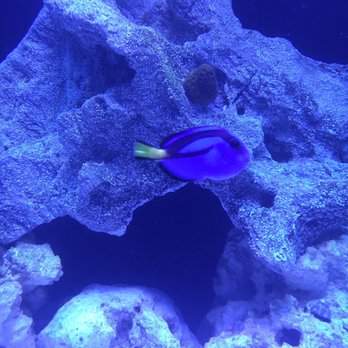 Deep Blue Aquarium - Aquarium Services Near Me - North Hollywood, California