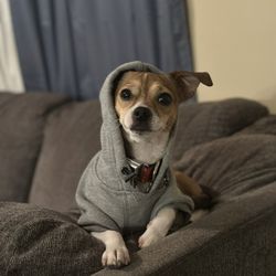 Pet Express Jax - Lounging in the living area with the humans