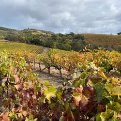Kunde Family Winery - View of the grapes on the tour