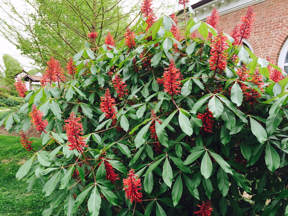 GLENCARLYN LIBRARY COMMUNITY GARDEN 14 Photos 300 S Kensington St