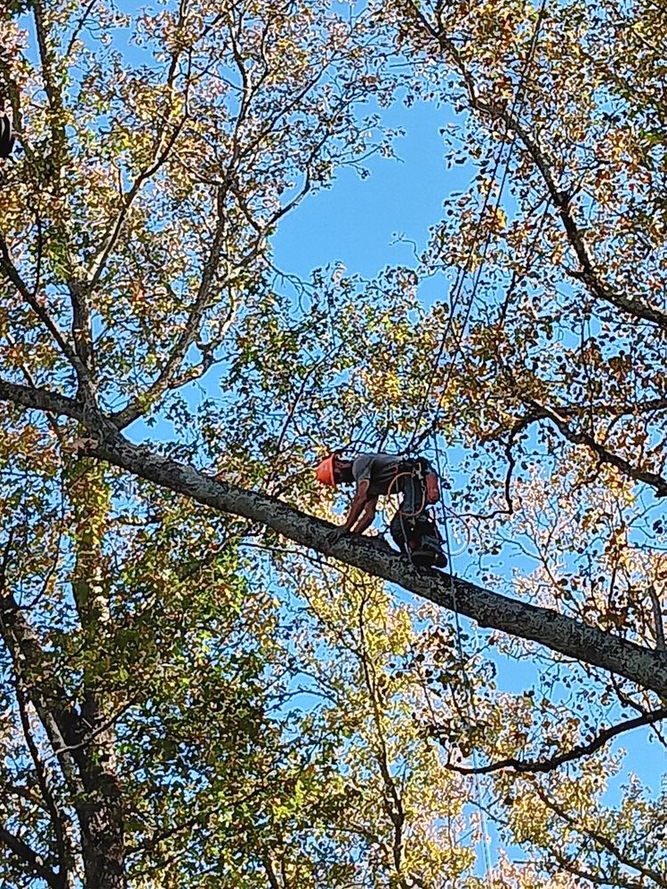 Mace's Tree Service - tree service in Duncan, SC