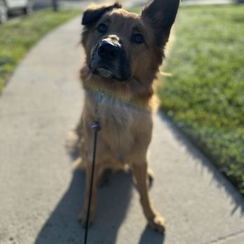 Keen K9 - Good boy - Pet Training Near Me
