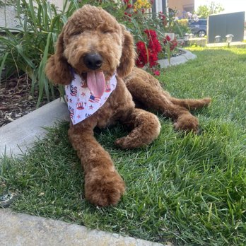 Pet Evolution - Perfect cut by Gretchen - Pet Groomers Near Me - Folsom, California