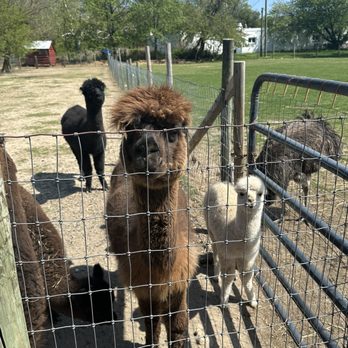 Atlantic Farm Market - Alpacas - Farmers Market Near Me - Manasquan, New Jersey